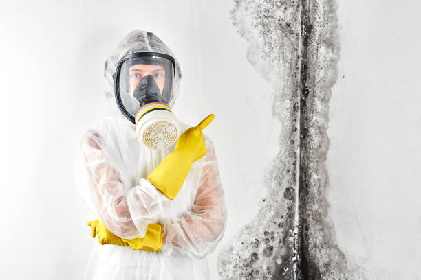 Why You Should Choose Our Mold Remediation Services in Holdenville, OK